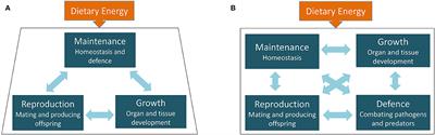 Life History Transitions at the Origins of Agriculture: A Model for Understanding How Niche Construction Impacts Human Growth, Demography and Health